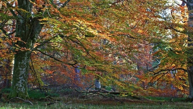 Cawdor Wood — Ancient woodland in Near Forres, photo 2 of 2