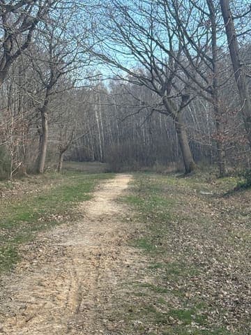 Clowes Wood — Mixed woodland in Near Wye, photo 1 of 2