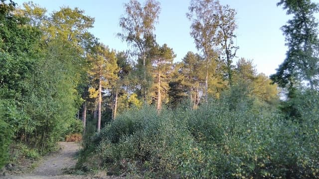 Clowes Wood — Mixed woodland in Near Wye, photo 2 of 2
