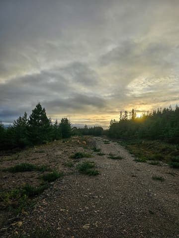 Teindland Wood (Teindland Forest) — Conifer plantation in Near Rothes, photo 2 of 2