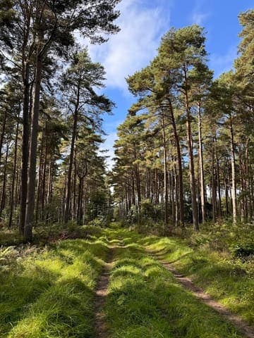 Roseisle Forest — Conifer plantation in Near Rothes, photo 2 of 2