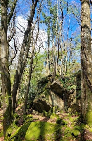 Highmeadow Woods — Mixed woodland in Forest of Dean, photo 2 of 2