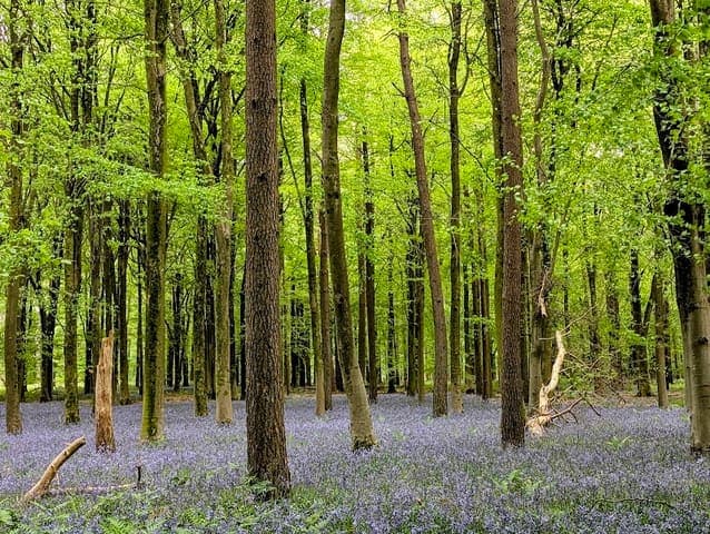 Bentley Wood — Nature reserve in Near Lyndhurst, photo 1 of 2