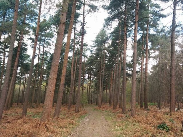 Paddockhurst Park — Woodland in Near Rudgwick, photo 1 of 2