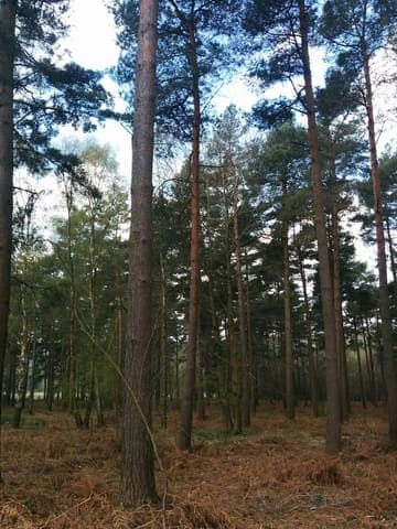 Paddockhurst Park — Woodland in Near Rudgwick, photo 2 of 2