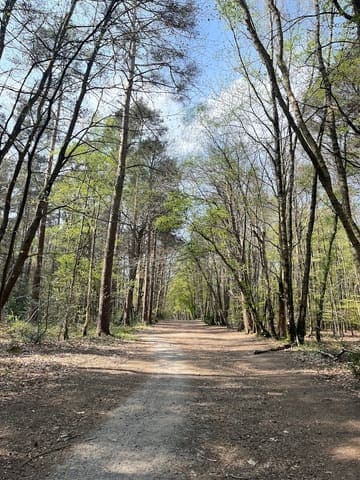 Tilgate Forest — Heathland in Near Rudgwick, photo 1 of 2