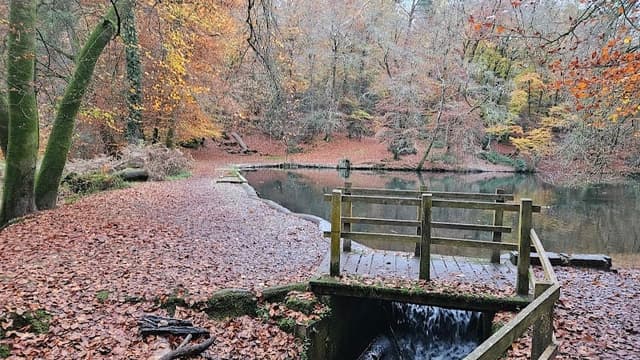 Ludshott Common — Heathland in Surrey area, photo 1 of 2