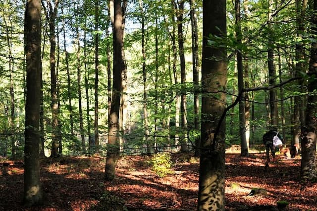 Alice Holt Forest — Woodland in Surrey area, photo 1 of 2