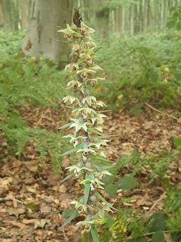 Covert Wood — Ancient woodland in Near Wye, photo 2 of 2