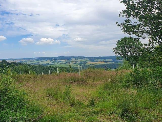 Chepstow Park Wood — Ancient woodland in Forest of Dean, photo 2 of 2