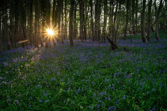 Botley Wood — Nature reserve in Near Lyndhurst, photo 1 of 2