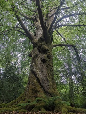 St Leonard's Forest — Mixed woodland in Near Rudgwick, photo 1 of 2