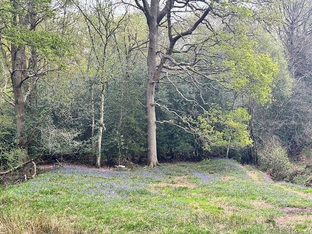 St Leonard's Forest — Mixed woodland in Near Rudgwick, photo 2 of 2