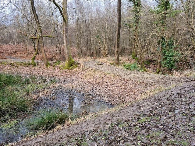 Sidney Wood — Broadleaf woodland in Near Rudgwick, photo 2 of 2